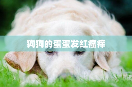 狗狗的蛋蛋發紅瘙癢