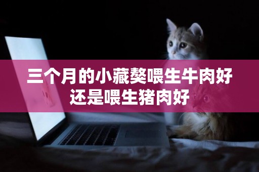 三個月的小藏獒喂生牛肉好還是喂生豬肉好