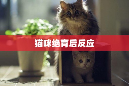 貓咪絕育后反應