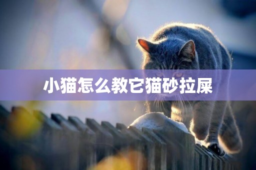 小貓怎么教它貓砂拉屎