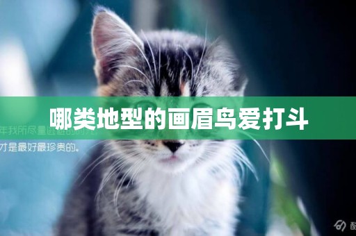 哪類地型的畫眉鳥愛打斗