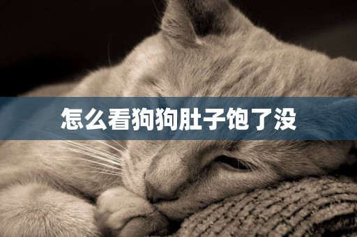 怎么看狗狗肚子飽了沒