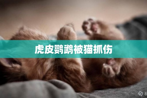 虎皮鸚鵡被貓抓傷