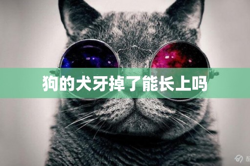 狗的犬牙掉了能長上嗎