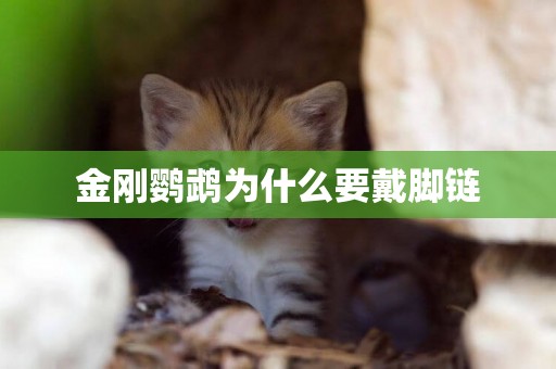 金剛鸚鵡為什么要戴腳鏈