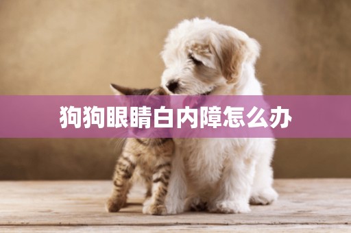 狗狗眼睛白內障怎么辦