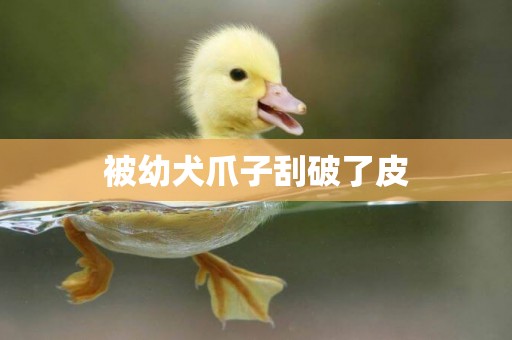 被幼犬爪子刮破了皮