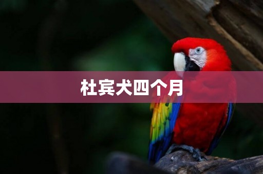 杜賓犬四個月