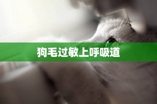 狗毛過敏上呼吸道