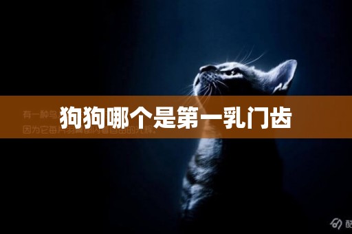 狗狗哪個是第一乳門齒