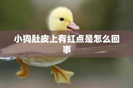 小狗肚皮上有紅點是怎么回事