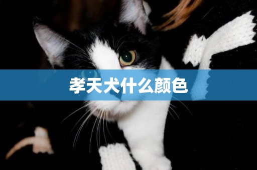 孝天犬什么顏色