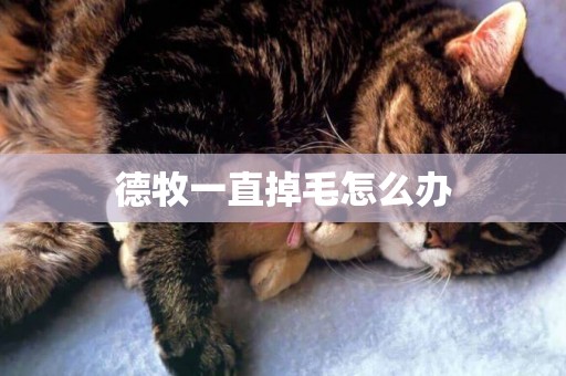 德牧一直掉毛怎么辦
