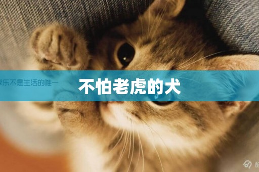 不怕老虎的犬