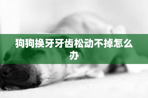 狗狗換牙牙齒松動不掉怎么辦