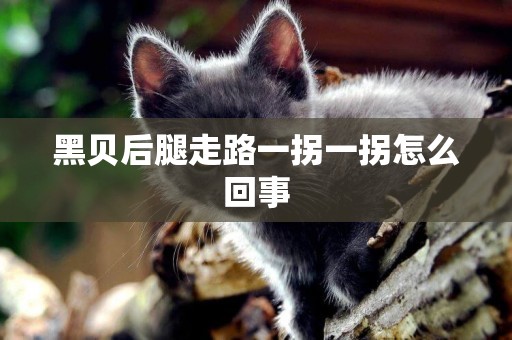 黑貝后腿走路一拐一拐怎么回事