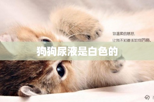 狗狗尿液是白色的