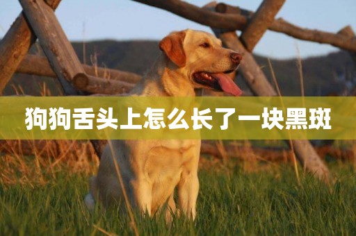 狗狗舌頭上怎么長了一塊黑斑