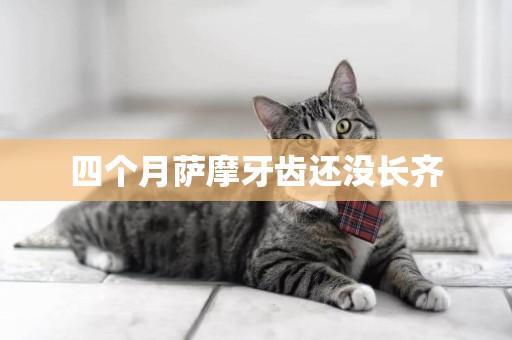 四個月薩摩牙齒還沒長齊
