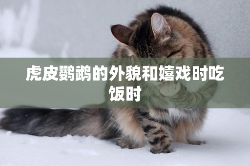 虎皮鸚鵡的外貌和嬉戲時吃飯時