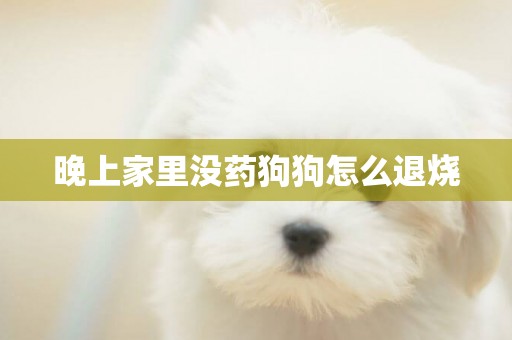 晚上家里沒藥狗狗怎么退燒