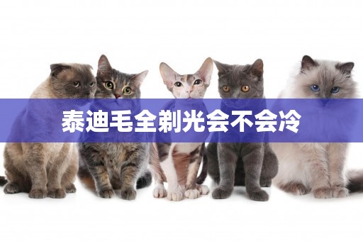 泰迪毛全剃光會不會冷