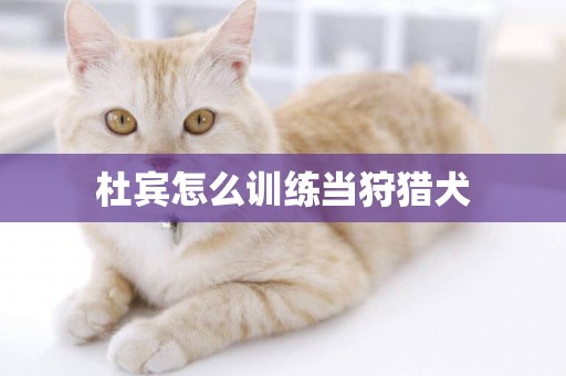 杜賓怎么訓練當狩獵犬