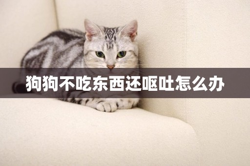 狗狗不吃東西還嘔吐怎么辦