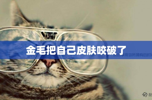 金毛把自己皮膚咬破了