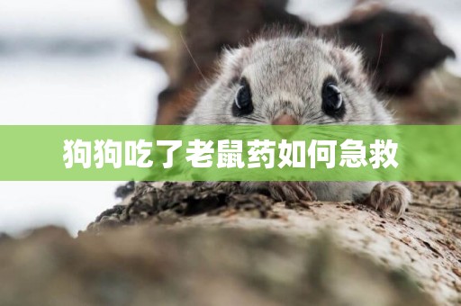 狗狗吃了老鼠藥如何急救