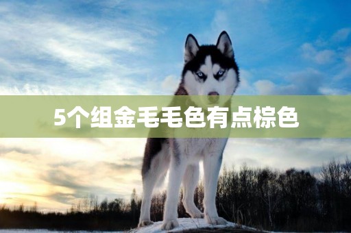 5個組金毛毛色有點棕色
