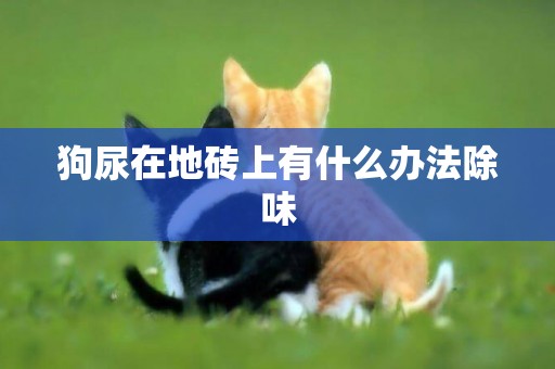 狗尿在地磚上有什么辦法除味