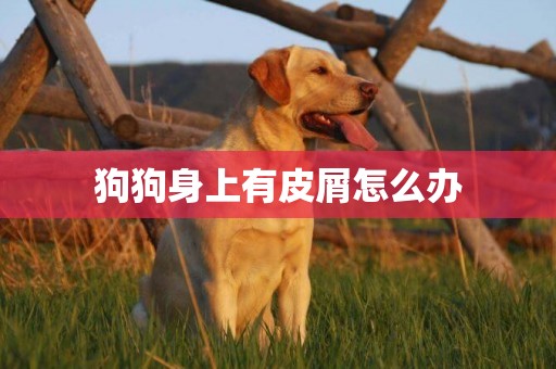 狗狗身上有皮屑怎么辦