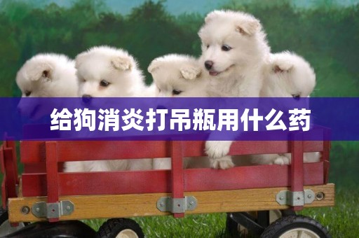 給狗消炎打吊瓶用什么藥