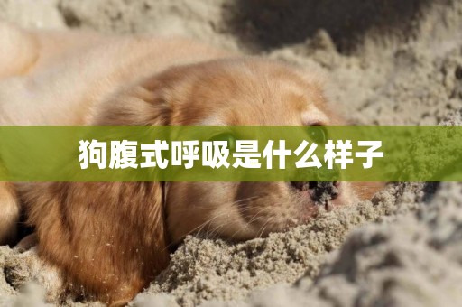 狗腹式呼吸是什么樣子