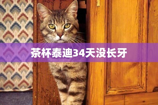 茶杯泰迪34天沒長牙