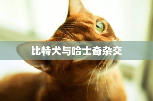 比特犬與哈士奇雜交
