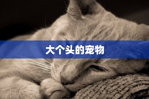 大個頭的寵物