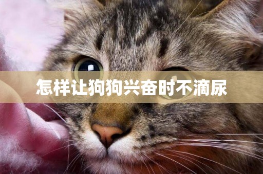 怎樣讓狗狗興奮時不滴尿