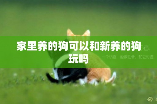 家里養的狗可以和新養的狗玩嗎