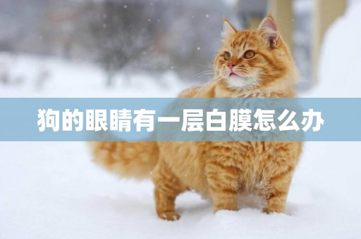 狗的眼睛有一層白膜怎么辦