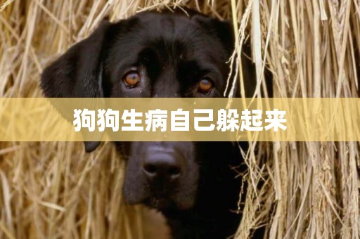 狗狗生病自己躲起來