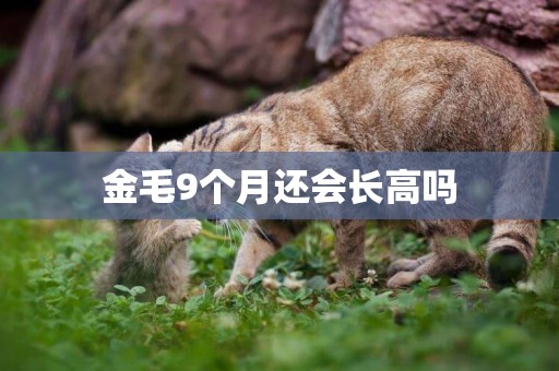 金毛9個月還會長高嗎