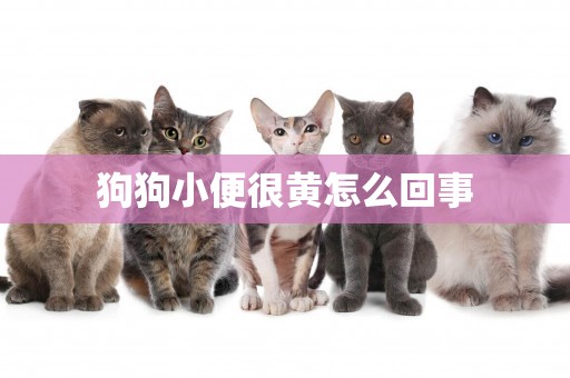 狗狗小便很黃怎么回事