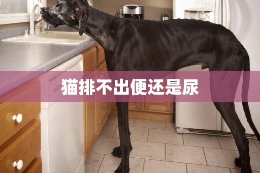 貓排不出便還是尿