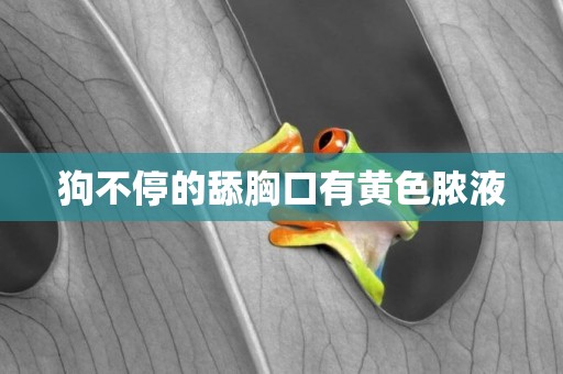 狗不停的舔胸口有黃色膿液