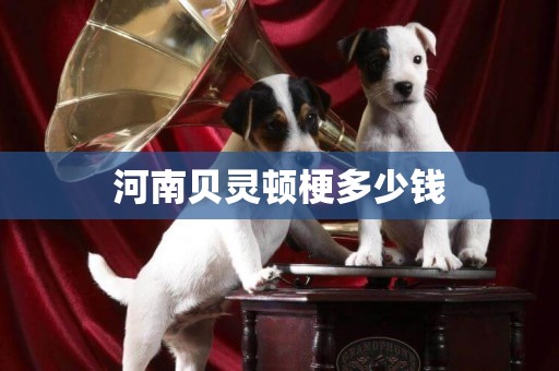 河南貝靈頓梗多少錢