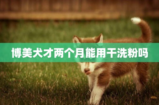 博美犬才兩個月能用干洗粉嗎