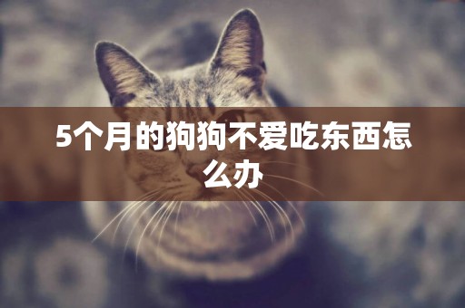 5個月的狗狗不愛吃東西怎么辦