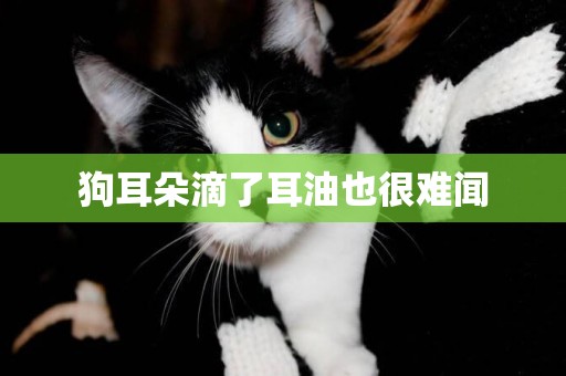 狗耳朵滴了耳油也很難聞